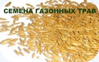 Чистые сорта злаковых трав